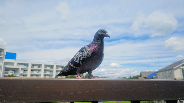 ベランダにやってきたハト