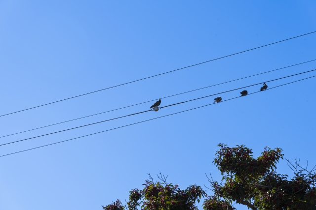 電線にとまるハト