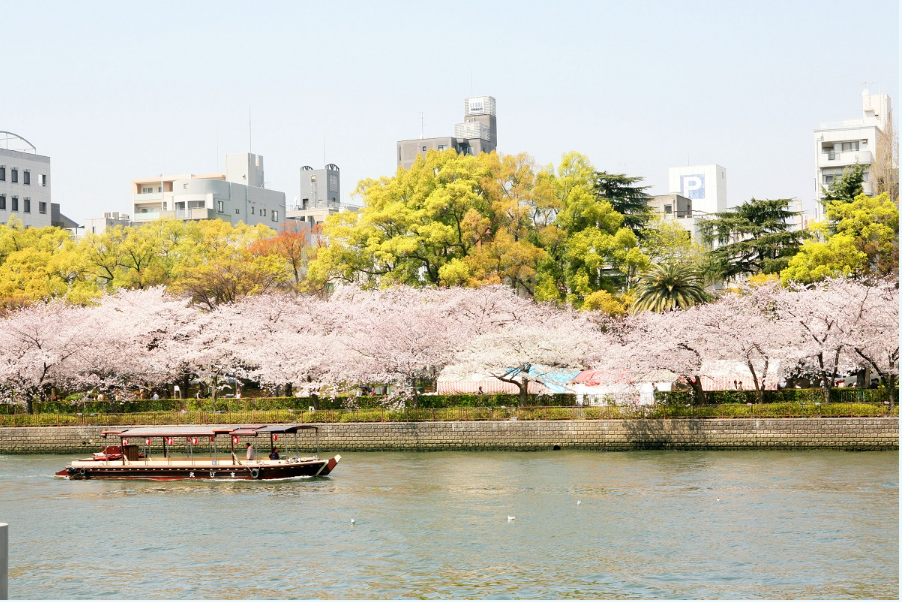 毛馬桜之宮公園の桜