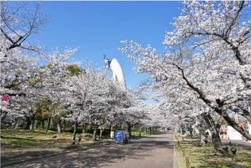 万博記念公園の桜