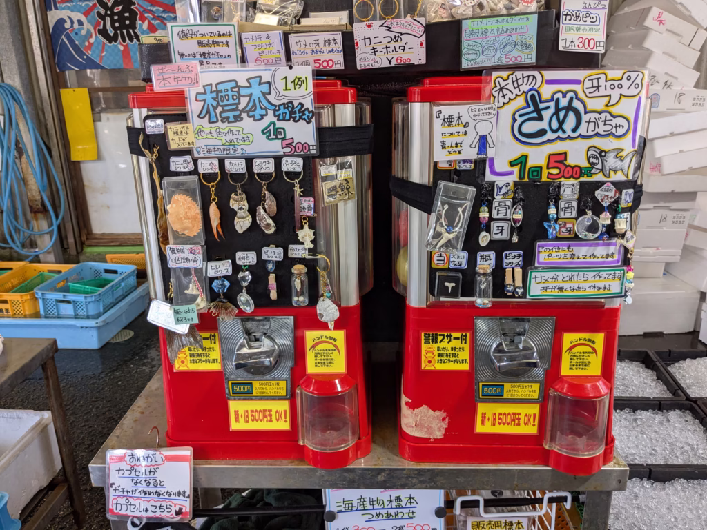 田尻漁港日曜朝市の標本・サメガチャ