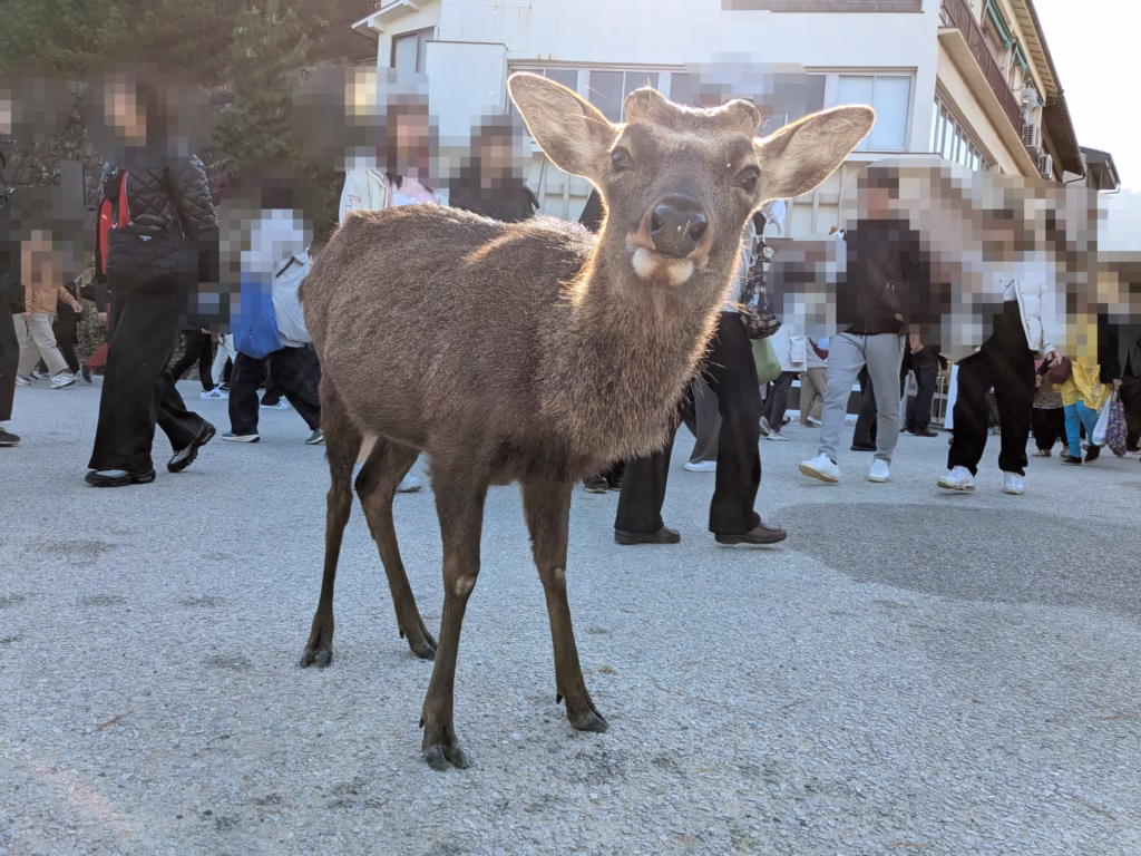 宮島の鹿